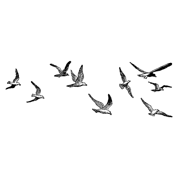 Small Seagulls 190E