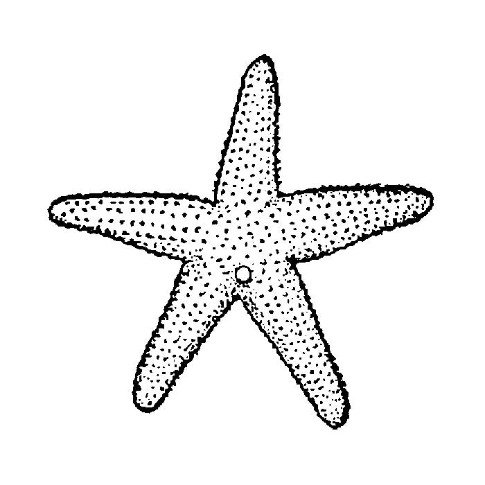 Small Starfish 1615D
