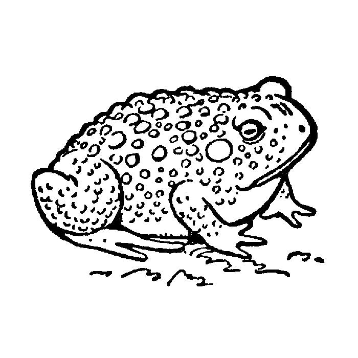 Small Toad 1651D