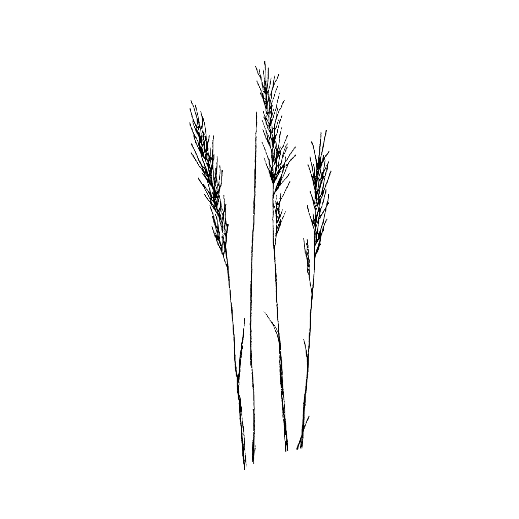 Small Wheat 1070F