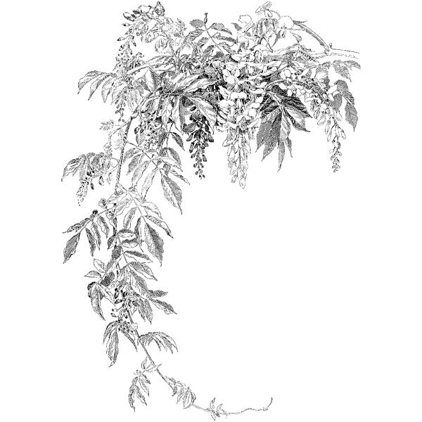 Small Wisteria 1182N