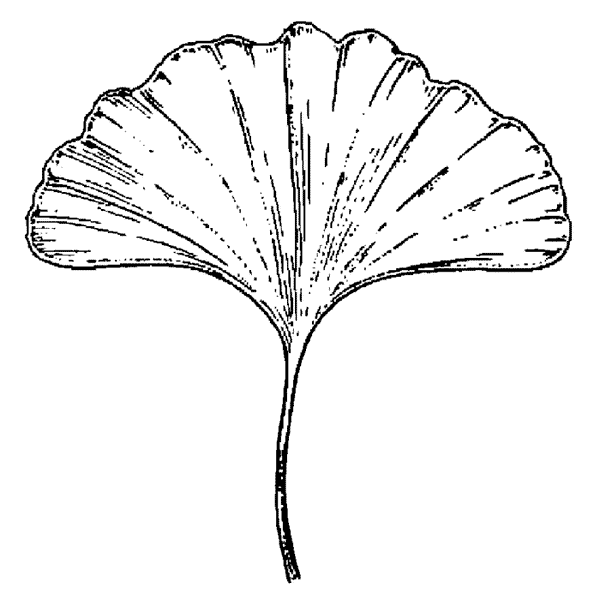 Smooth Ginkgo Leaf 1535G