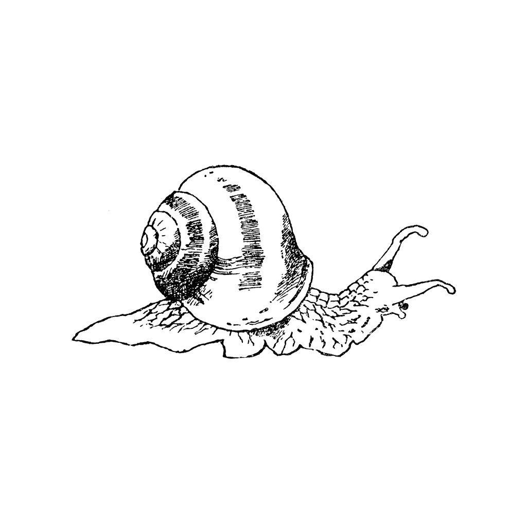 Snail 1252G