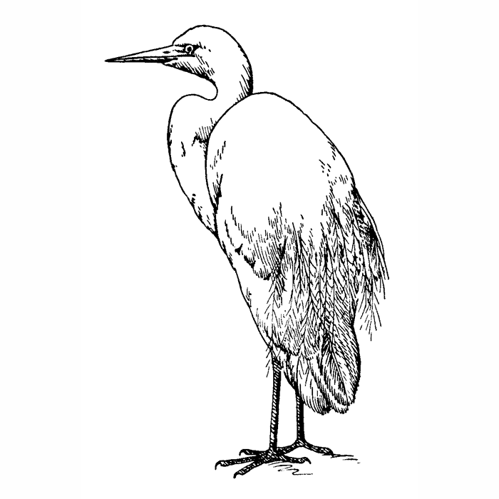 Snowy Egret 1746G