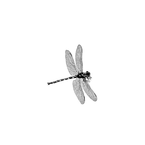 Soaring Dragonfly 1371C