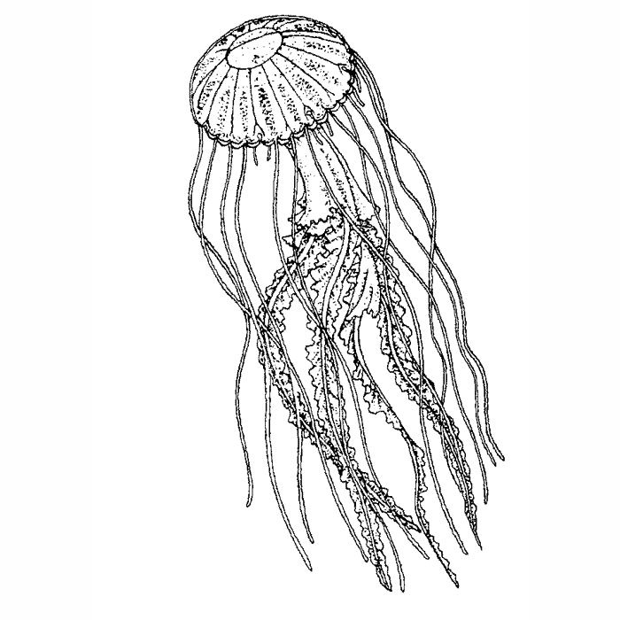 Speckled Jellyfish Gliding 1618E
