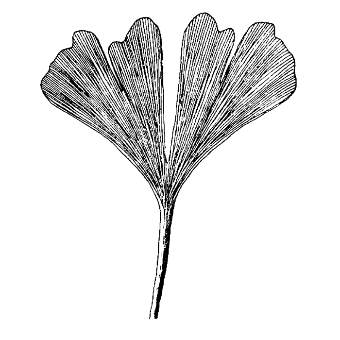 Split Ginkgo Leaf 1536I