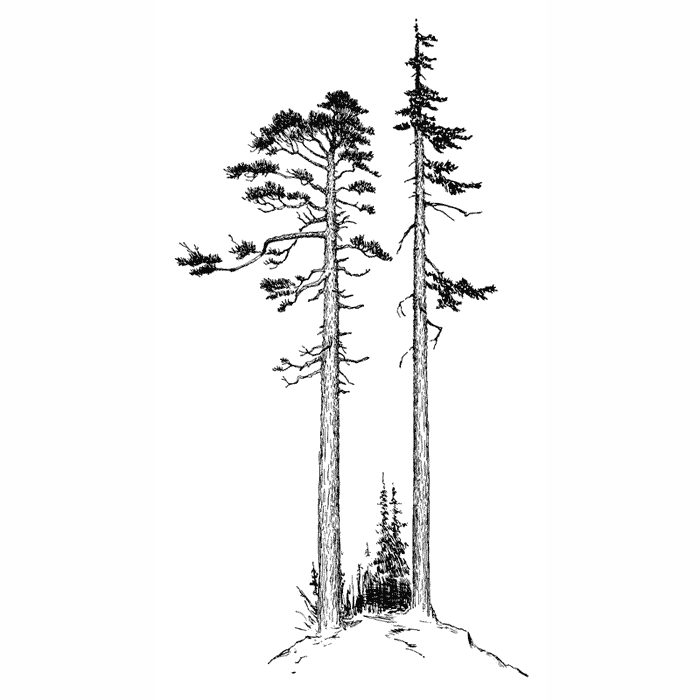 redwood tree rubber stamp Spruce Trees 1729M