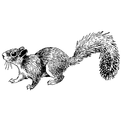 Squirrel 1538F