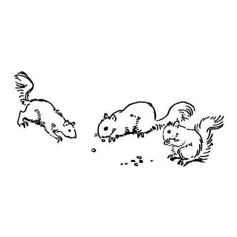 Squirrels 561C