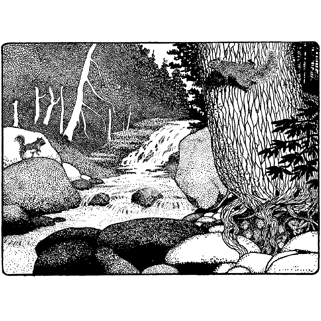 Squirrels at Stream 582N