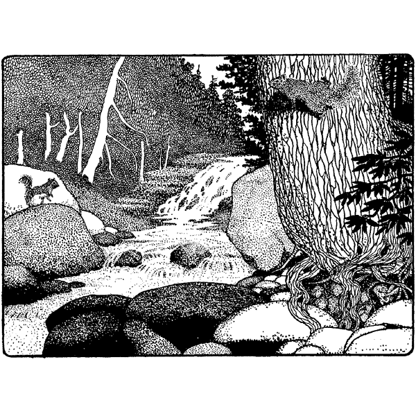 Squirrels at Stream 582N