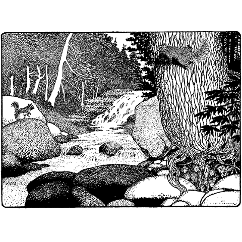 Squirrels at Stream 582N