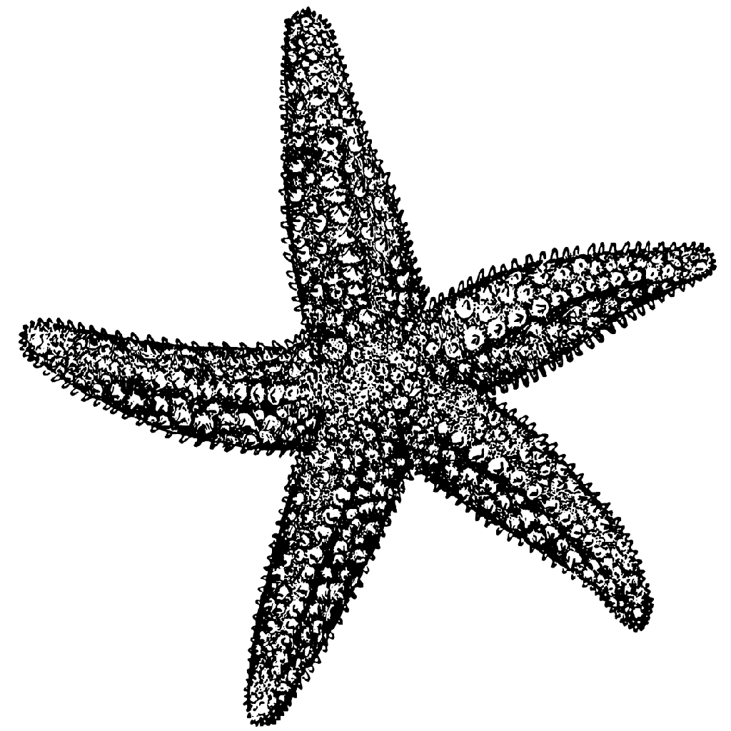 Starfish 1094K