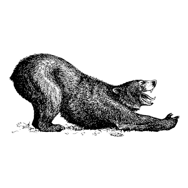 Stretching Bear 1772J