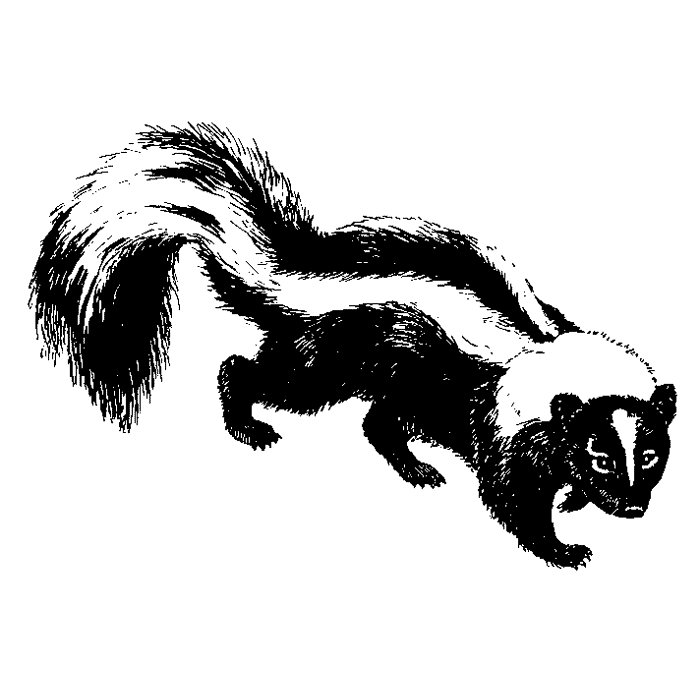 Striped Skunk 1659D