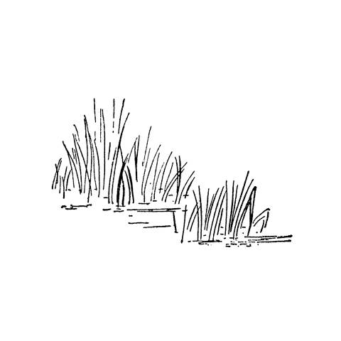 Swamp Grass 1199F