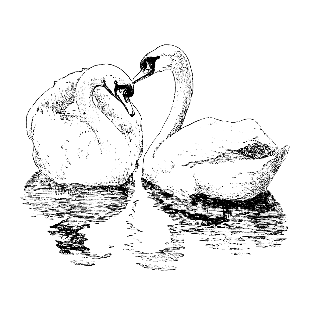 Swan Couple 1109H