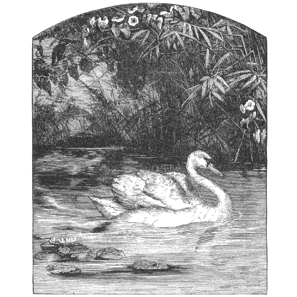 Swan Lake 988N