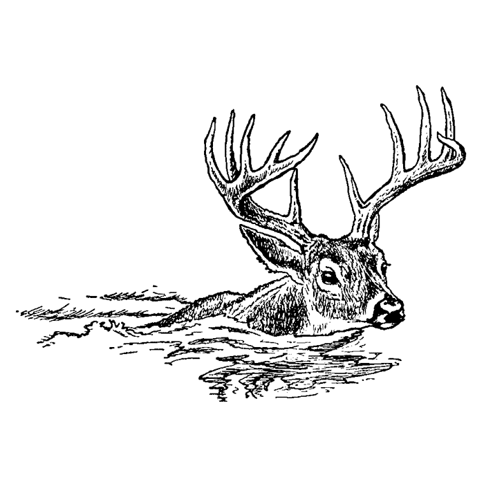 Swimming Buck 1660E