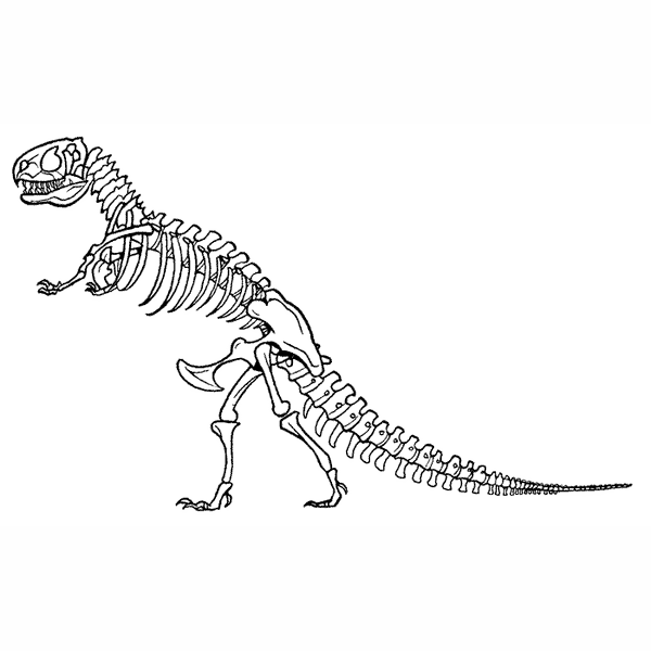 T. Rex Skeleton 1645I