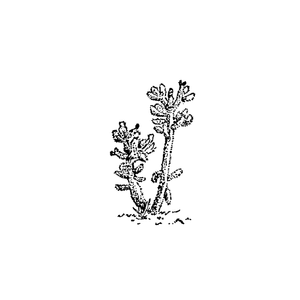 Tall Cactus 226B