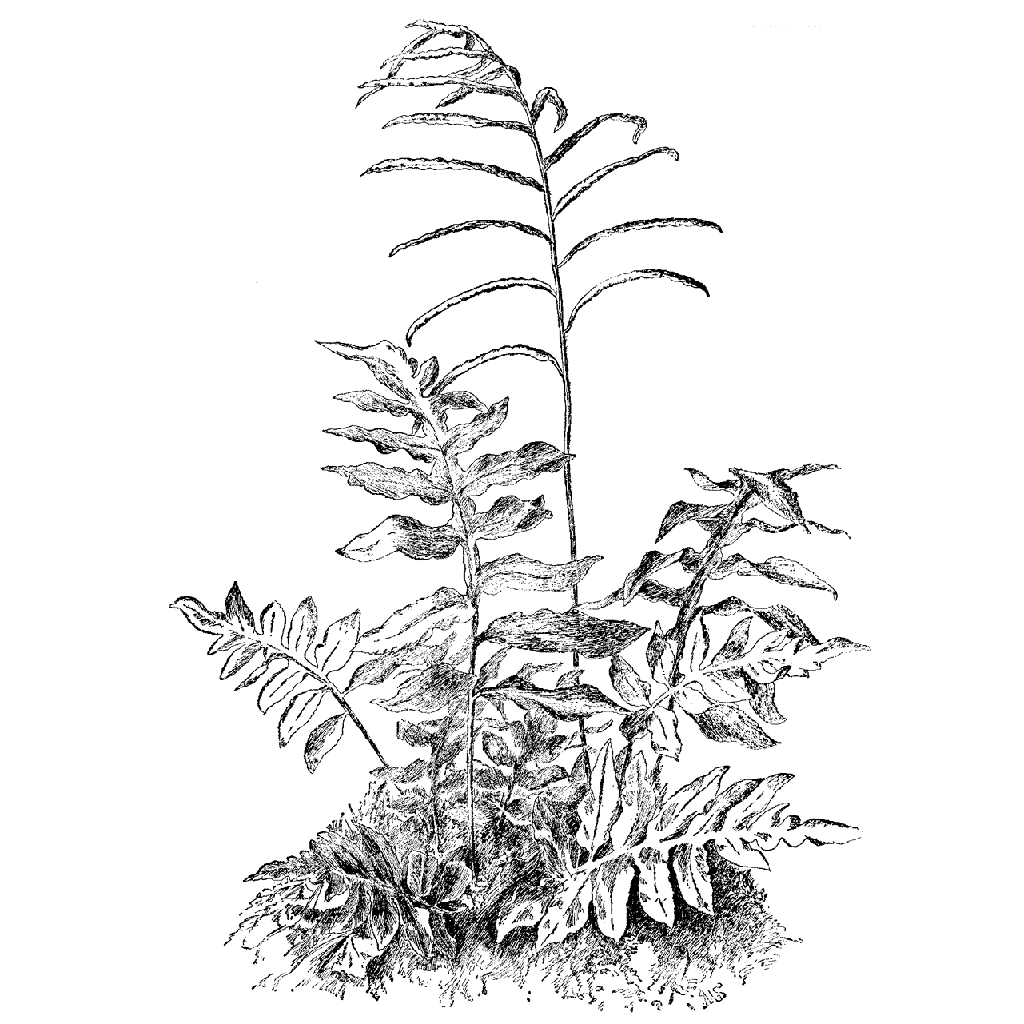 Tall Fern 950K