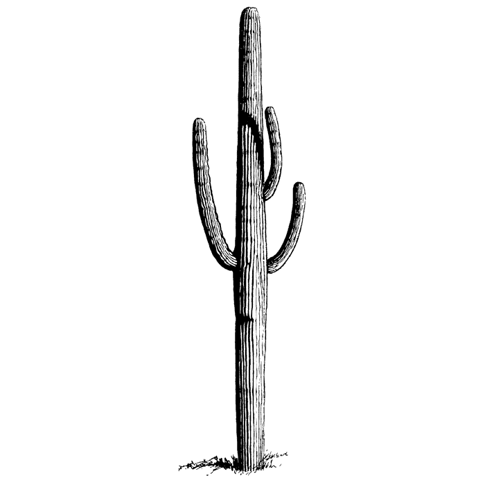 Tall Saguaro 1486L