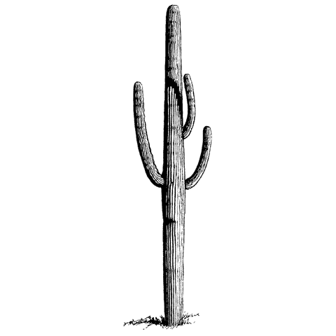 Tall Saguaro 1486L