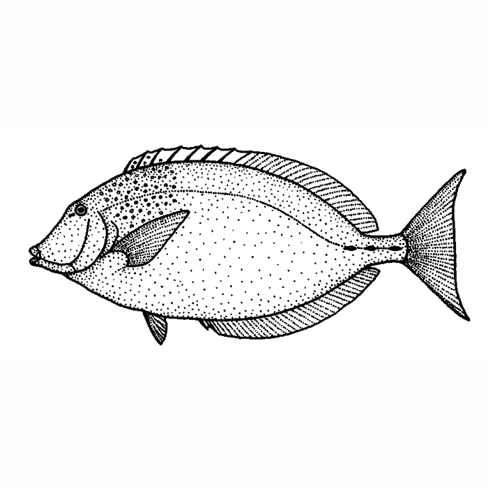 Tang Fish 1738D