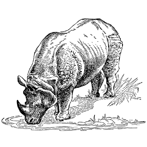 Thirsty Rhino 1223K