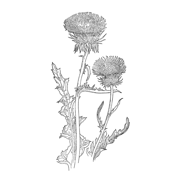 Thistles 1358G