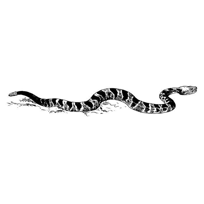 Timber Rattlesnake 1767F