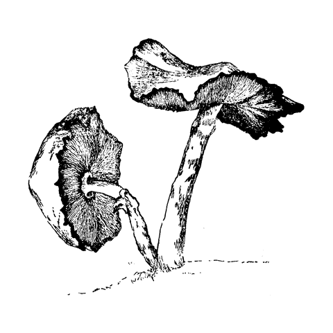 Toadstools 1103I