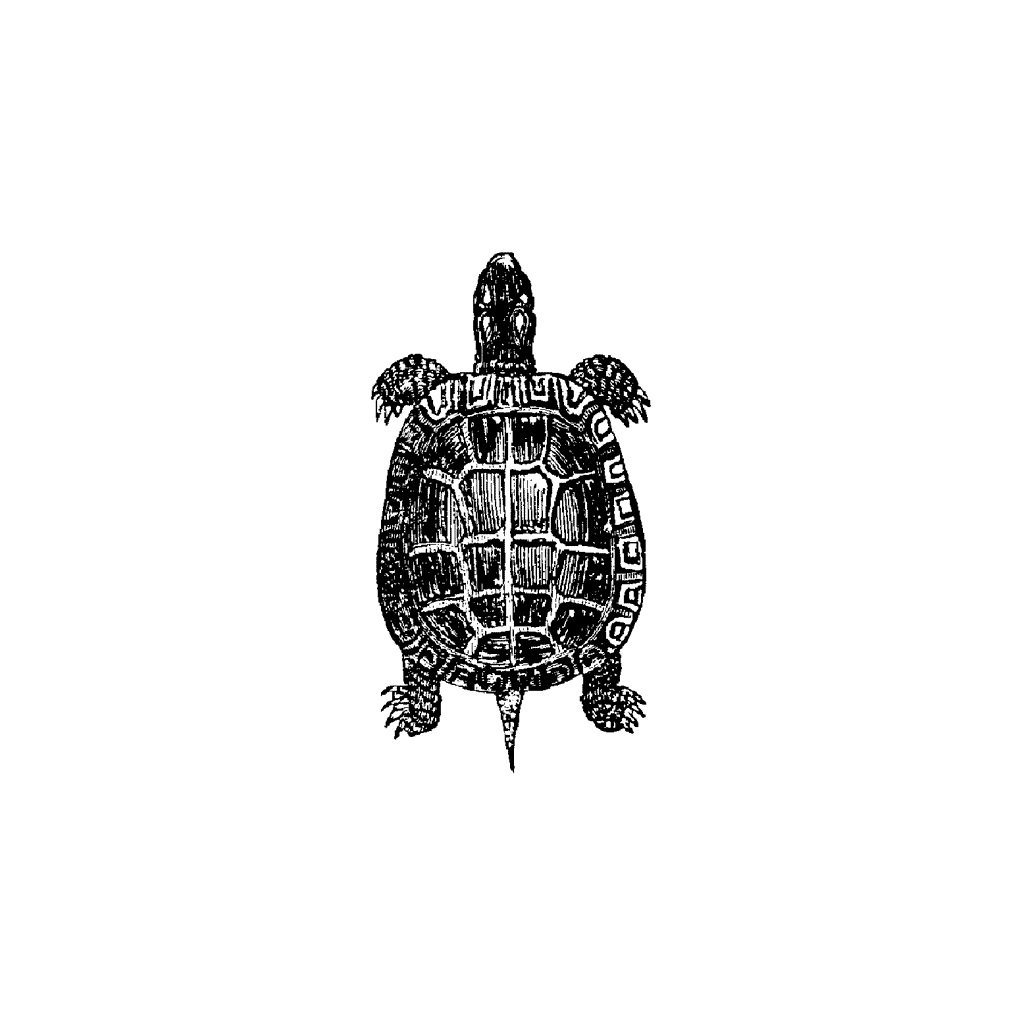 Rustic Turtle Drawing Top View Sea Turtle Drawing Top View
