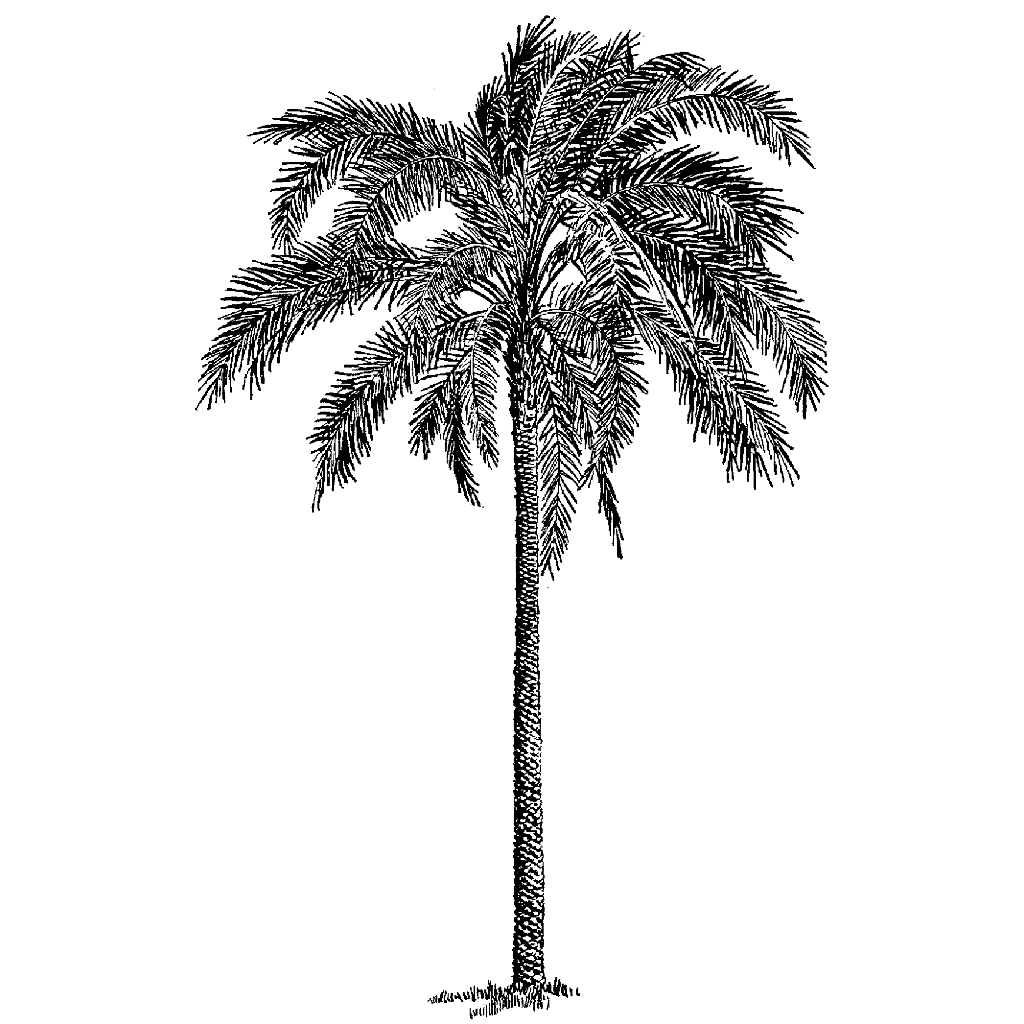 rubber palm tree Tropical Palm 715M