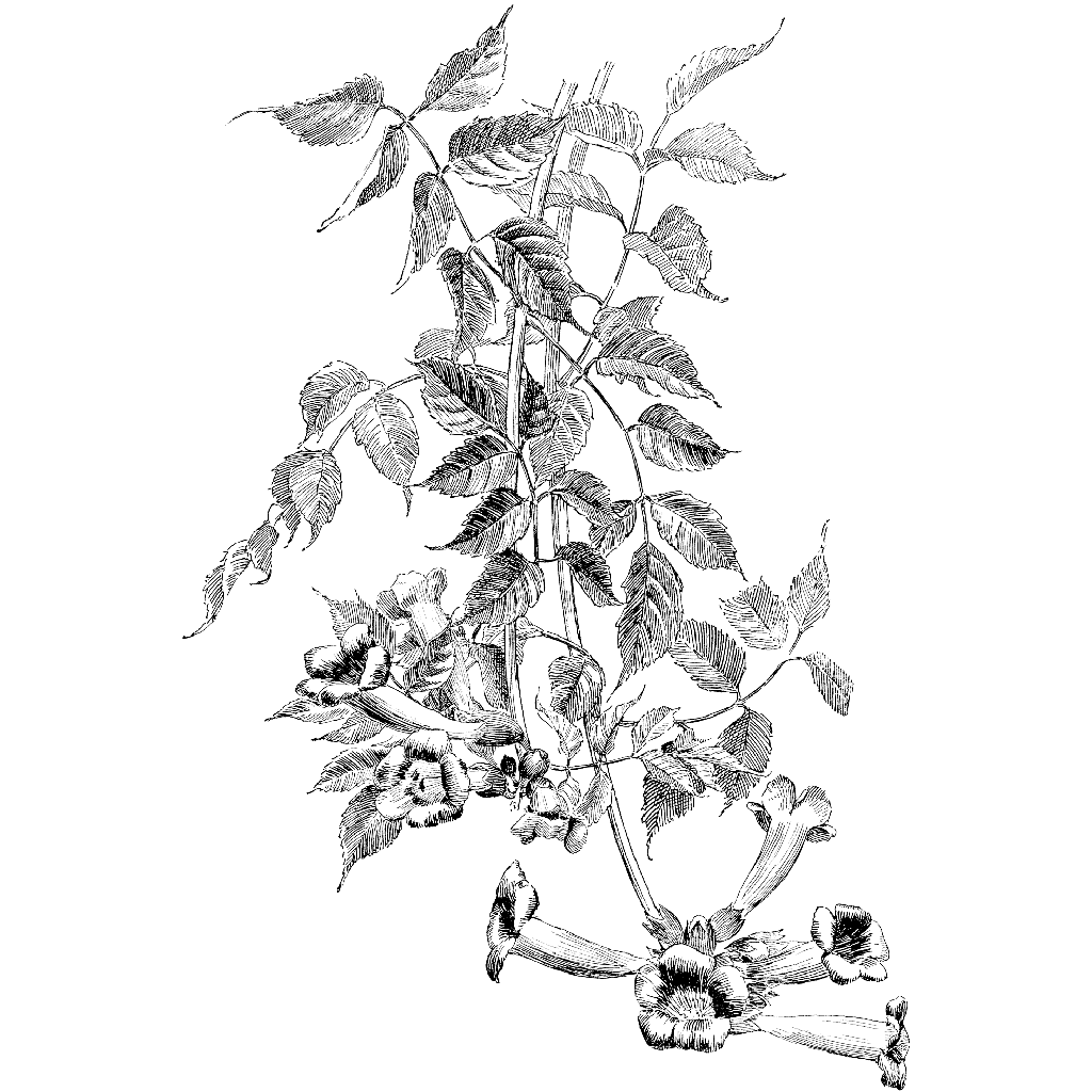 Trumpet Vine 1333M
