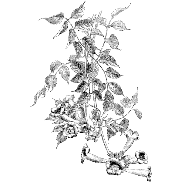 Trumpet Vine 1333M