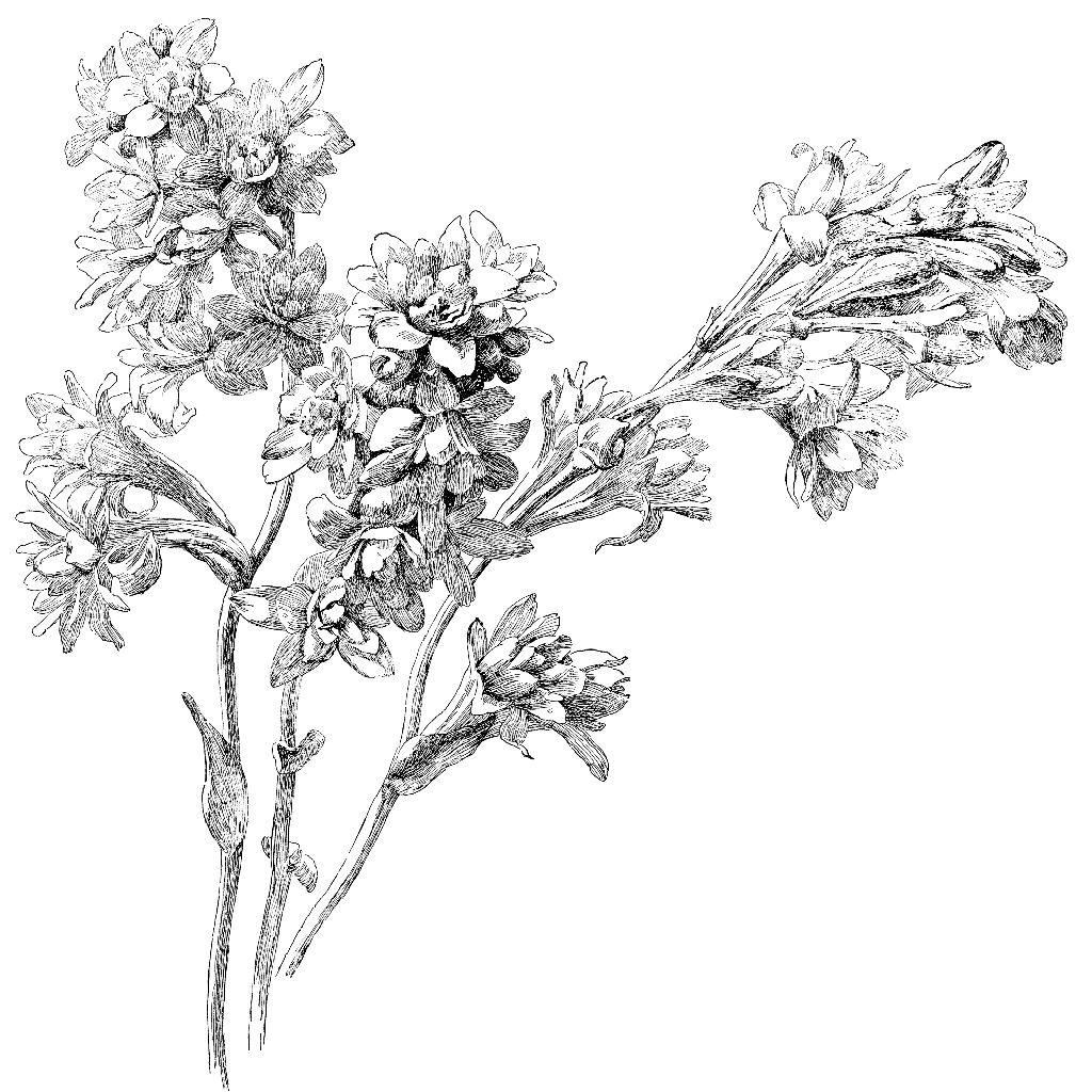 Tuberoses 1259P