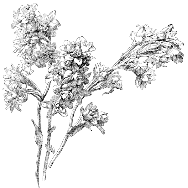 Tuberoses 1259P