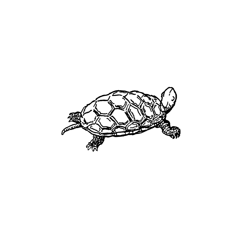 Turtle 637C