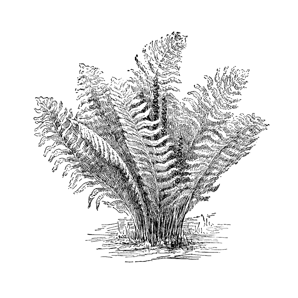 Water Fern 951H