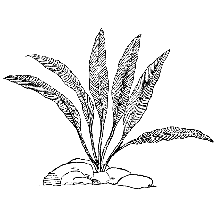 Water Trumpet 1467J