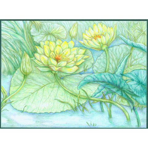 Water Lilies 585O