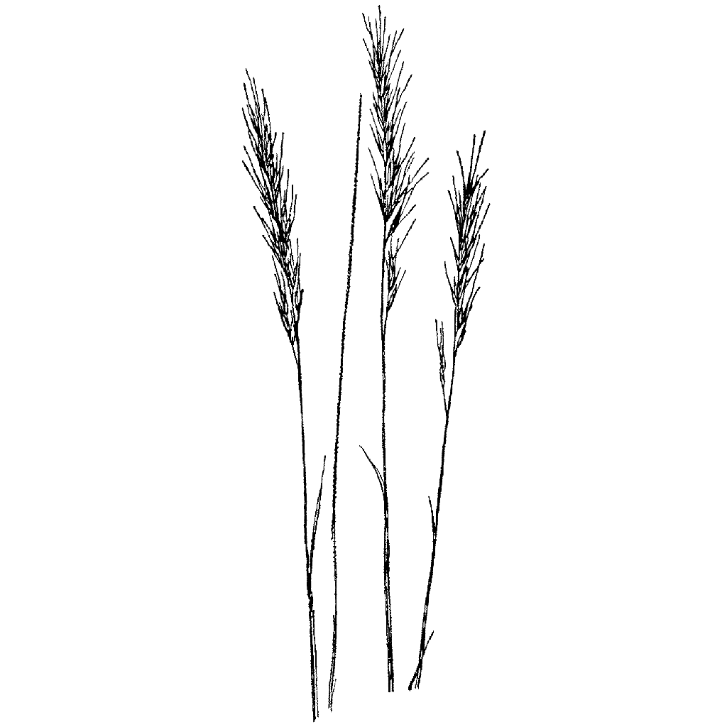 Wheat 410H