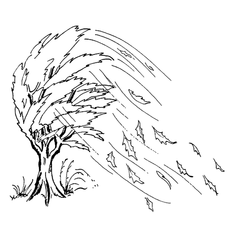 Wind Blown Tree 1701J