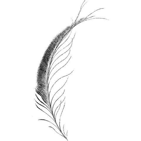 Wispy Feather 723K