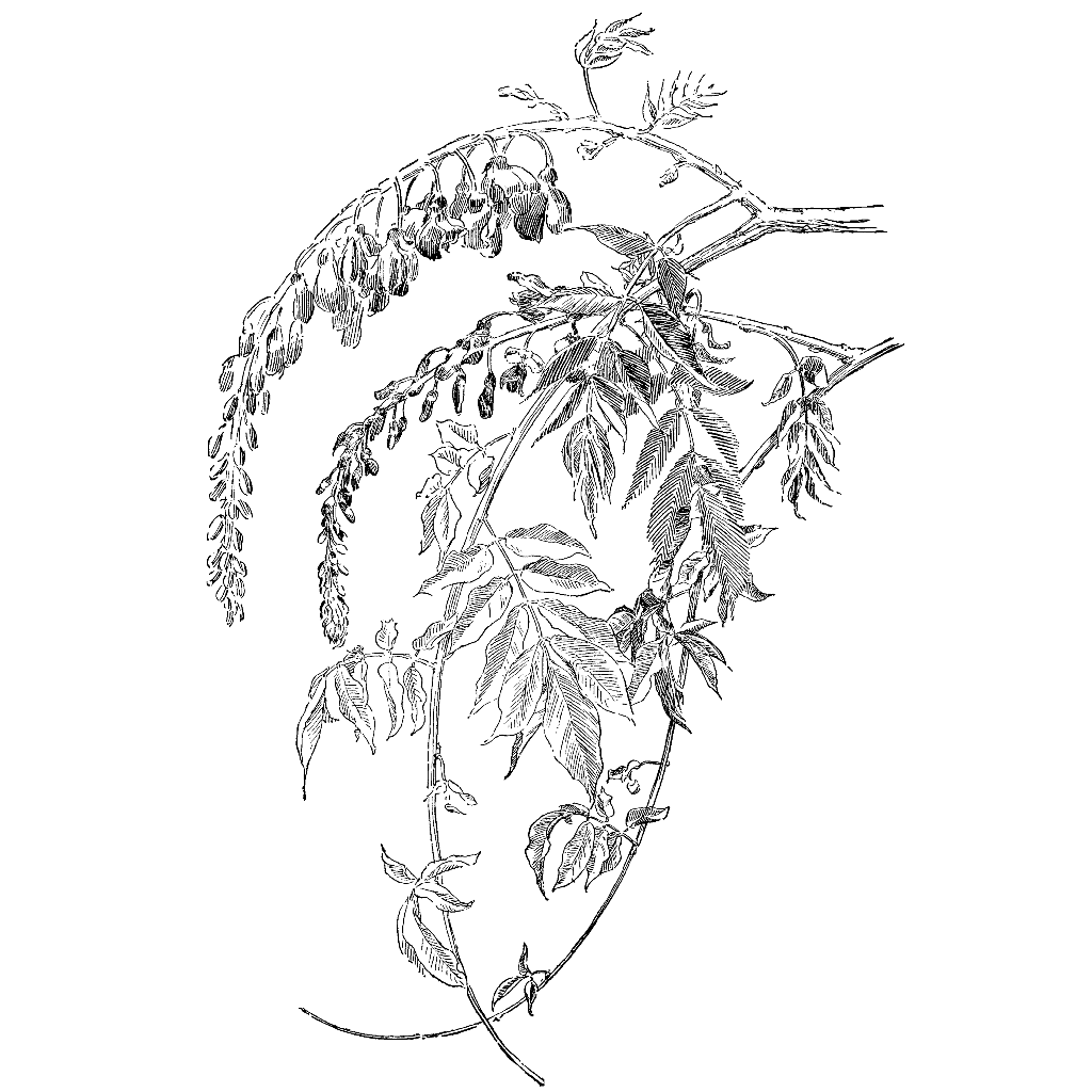 Wisteria Vine 1329N
