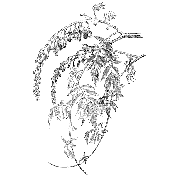 Wisteria Vine 1329N